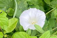 Convolvulus arvensis