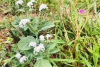 Heliotropium europaeum