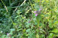 Clinopodium vulgare
