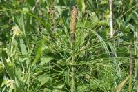 Equisetum x font-queri