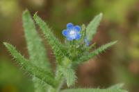 Lycopsis arvensis