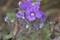 Legousia speculum-veneris