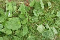 Plantago major