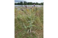 Onopordum acanthium