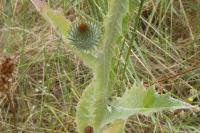 Onopordum acanthium