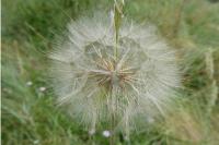 Tragopogon pratensis