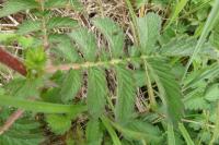 Agrimonia eupatoria