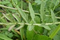 Rorippa sylvestris