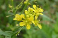 Rorippa sylvestris