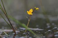 Utricularia