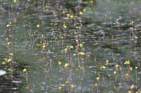 Utricularia