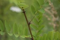 Robinia pseudoacacia