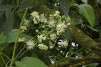 Clematis vitalba
