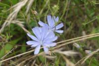 Cichorium intybus