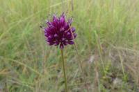 Allium sphaerocephalon