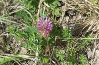 Trifolium rubens
