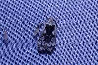 Anacamptis