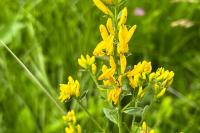 Genista tinctoria