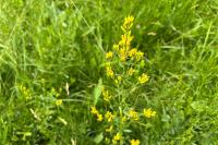 Genista tinctoria