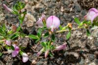 Ononis spinosa subsp. procurrens