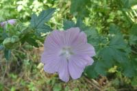 Malva moschata