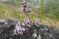 Origanum vulgare
