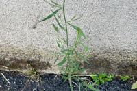 Lactuca saligna