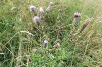Cirsium arvense