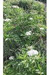 Sambucus ebulus
