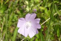 Malva moschata