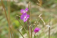 Epilobium hirsutum