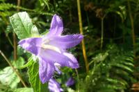 Campanula trachelium