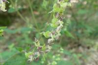 Teucrium scorodonia