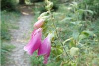 Digitalis purpurea