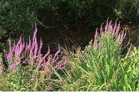 Lythrum salicaria