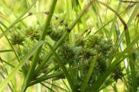 Cyperus eragrostis