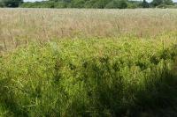 Cyperus eragrostis
