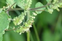 Teucrium scorodonia