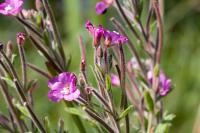 Epilobium hirsutum