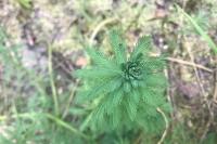 Myriophyllum aquaticum