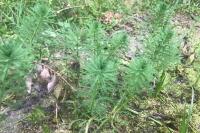 Myriophyllum aquaticum