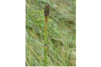 Equisetum