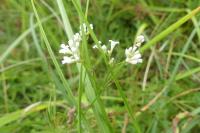 Asperula cynanchica
