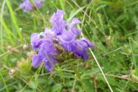 Prunella grandiflora