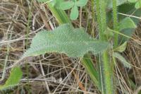Anchusa azurea