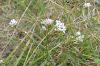 Asperula cynanchica