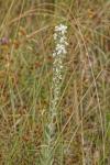 Verbascum lychnitis