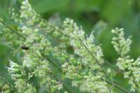 Teucrium scorodonia