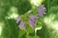 Campanula trachelium