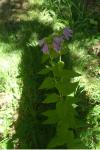 Campanula trachelium